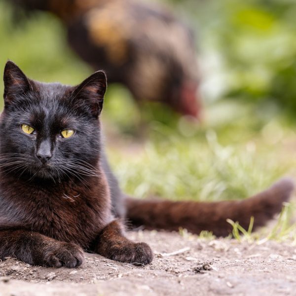 urlaub auf dem bauernhof vintl weitental suedtirol (4)